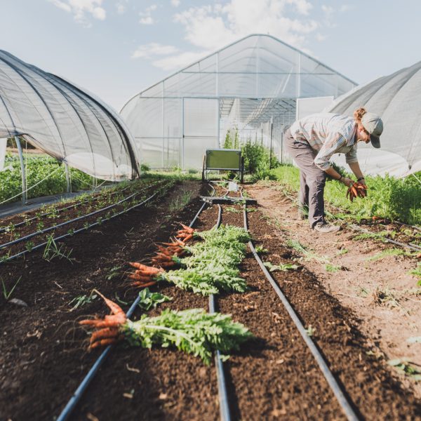 Photo courtesy: Amanda Long | Sungrounded Farm