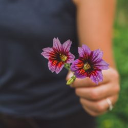 roots-wild-flowers-terrebonne-oregon
