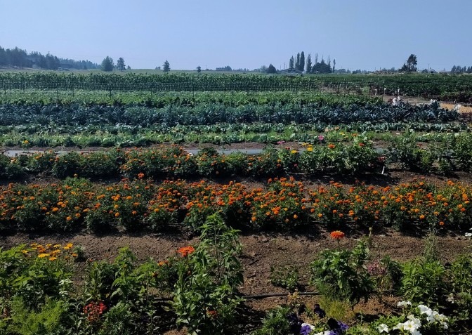 his special celebration will be held at Well Rooted Produce and will include farm tours